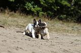 BOULEDOGUE FRANCAIS 185